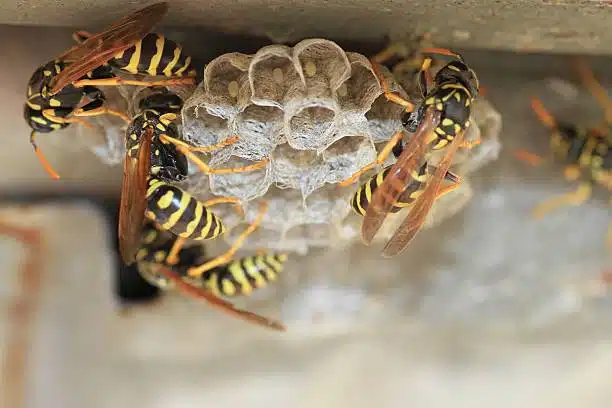 wasp nest removal salt lake city