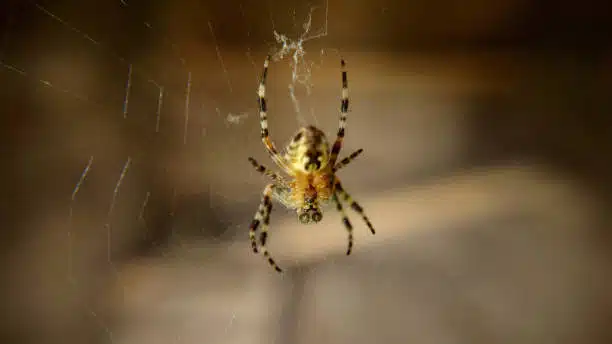 orb spider