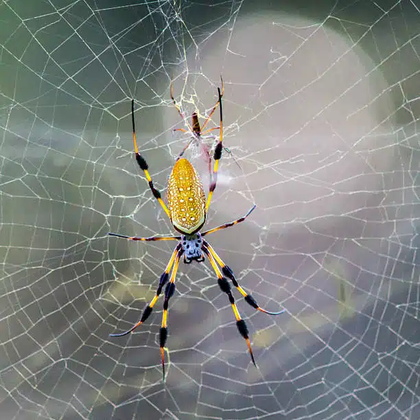 banana spider