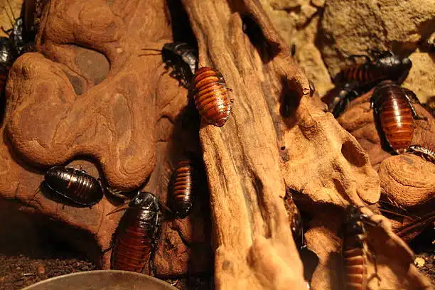 giant cockroaches