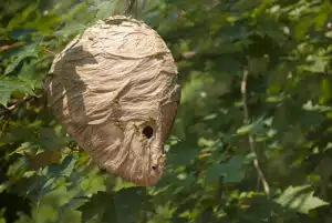 hornet nest