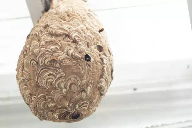 hornet nest