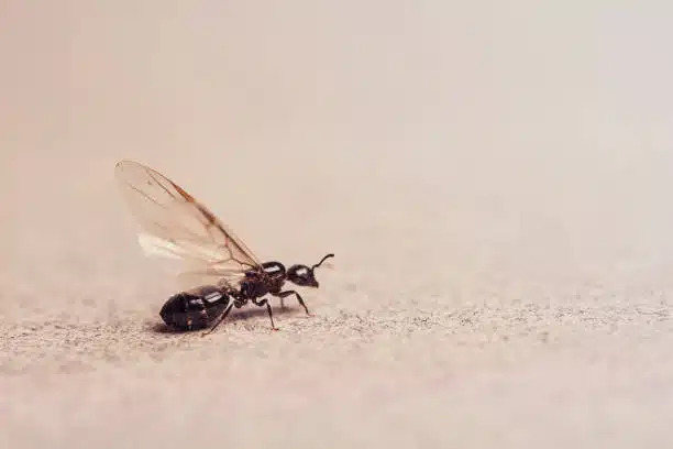 flying ant