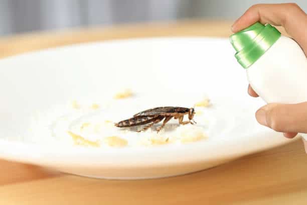 eliminate food source to get rid of giant cockroach