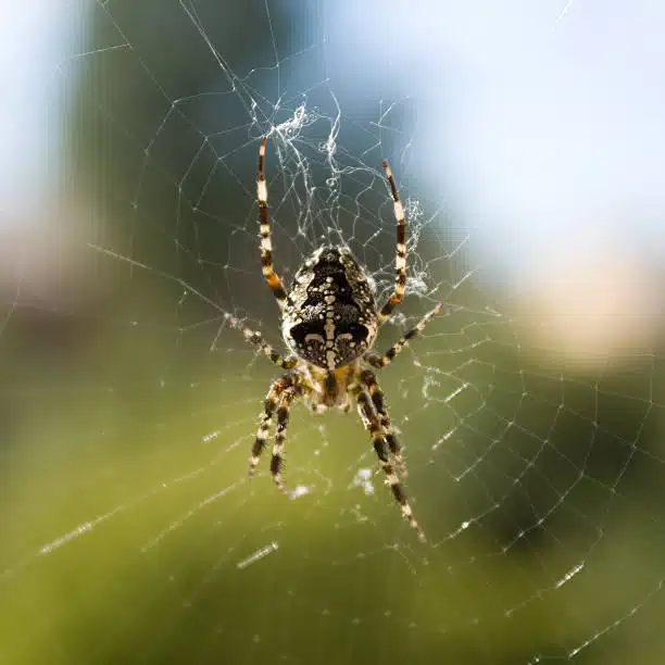 orb spider