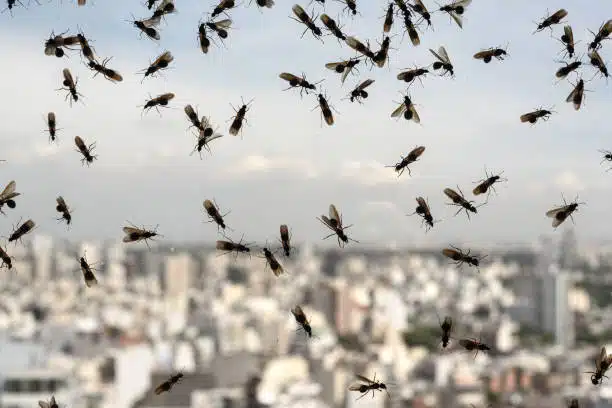 flying ants