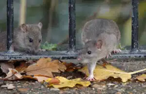 rats vs mouse