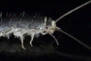 silverfish in Salt Lake City