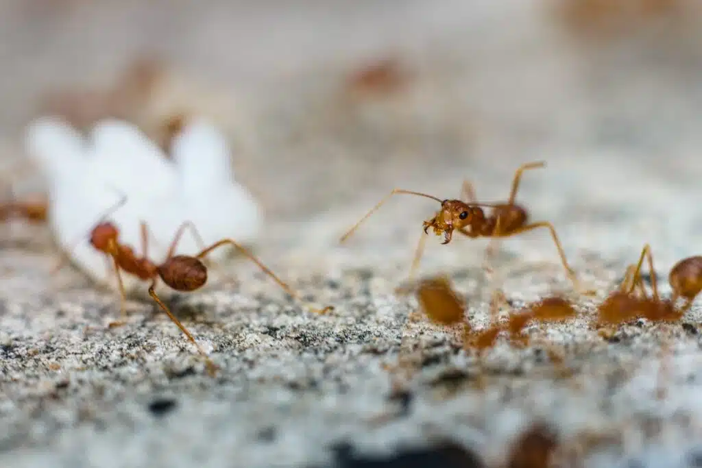 borax for ant pest control