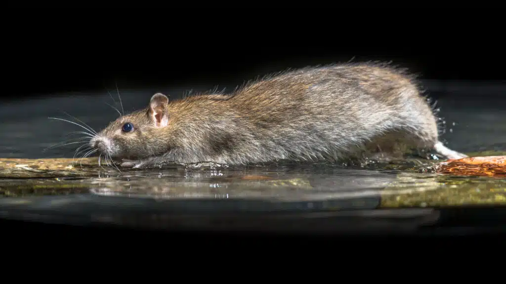 rat in restaurant