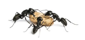 how to get rid of carpenter ants